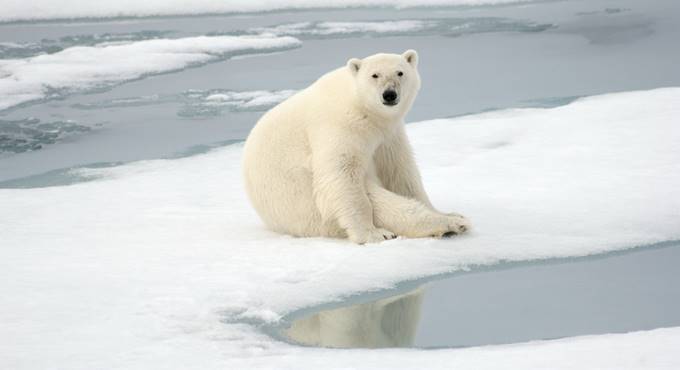 L’Artico come il Mediterraneo: al circolo polare temperatura record di 38 gradi