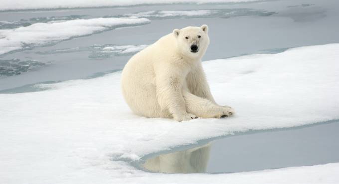 Estinzione, l’allarme del Wwf: il Pianeta rischia di andare in rosso