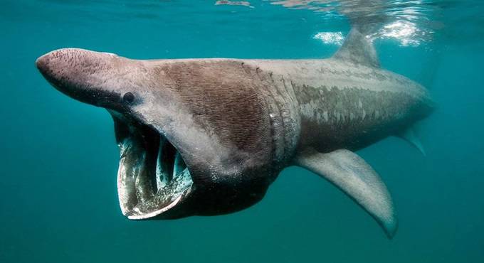 Fiumicino, avvistato uno squalo a ridosso della costa di Passoscuro – VIDEO