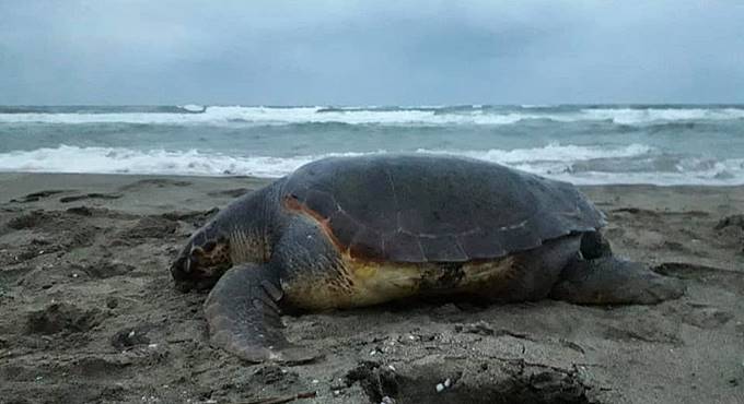 Tartaruga marina trovata morta sulla spiaggia di Fregene: uccisa dalla crudeltà umana?
