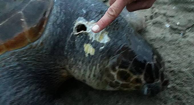 Tartaruga marina trovata morta sulla spiaggia di Fregene: uccisa dalla crudeltà umana?