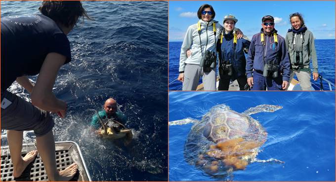 Ventotene, Istituzioni in campo per tutelare le tartarughe marine