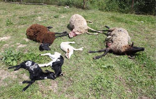 Trovati morti pecore e agnellini, l'Apac denuncia: "Potrebbero essere stati i lupi"