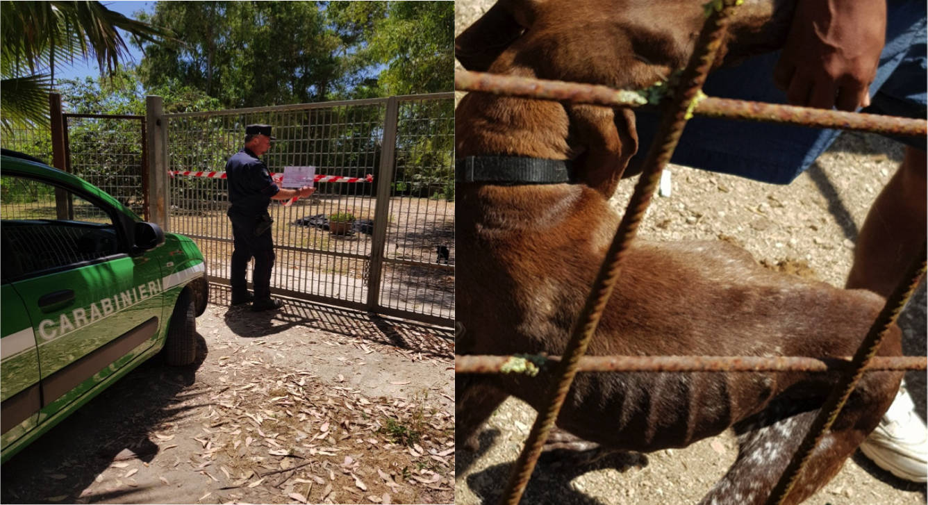 Animali maltrattati e malati: sequestrato canile a Terracina