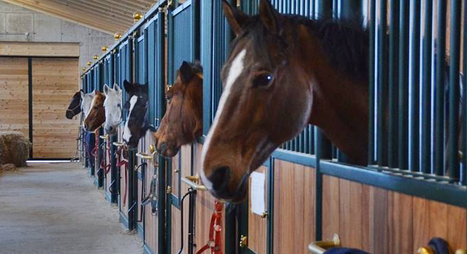 Ladispoli, furti di cavalli dai maneggi: cinque in una settimana