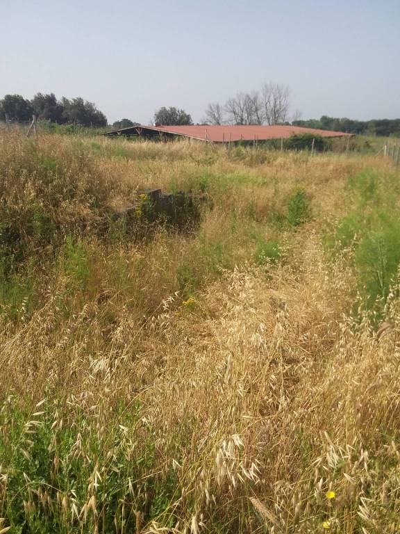 Ardea, aree archeologiche soffocate dalle erbe infestanti