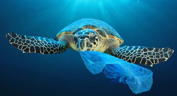 rifiuti mare tartaruga marine litter