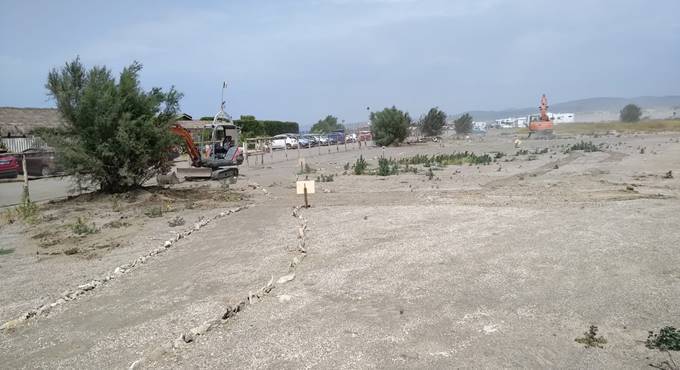 Campo di Mare, cinque alberi di tamerice all’ingresso della Palude di Torre Flavia