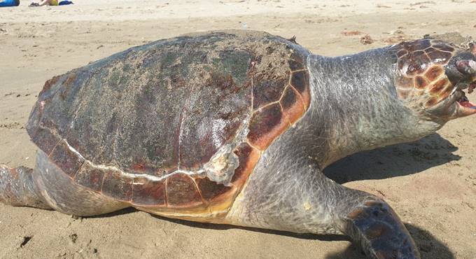 Tartaruga morta sulla spiaggia di Focene: uccisa dalla plastica