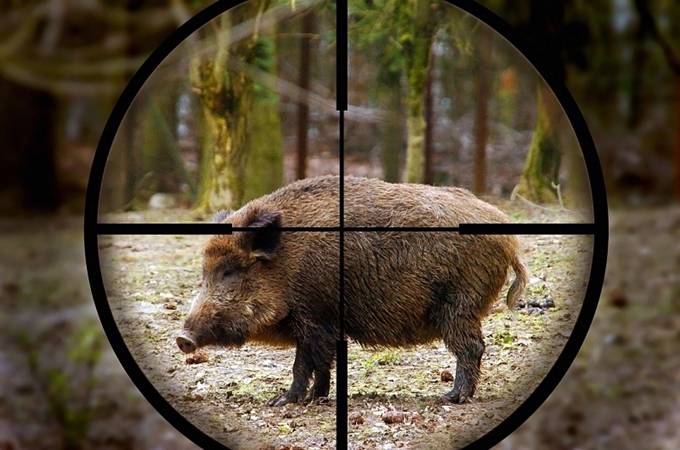 La Regione Lazio dà la possibilità di sparare alla fauna selvatica nei Parchi