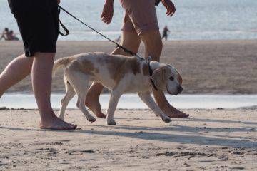 Cani in spiaggia, Baccini: “Il Tar sospende l’ordinanza del Sindaco, altra figuraccia”