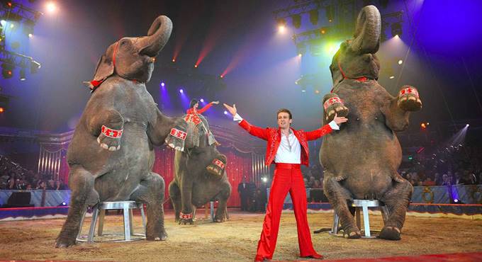 A Fiumicino arriva il circo, insorgono gli animalisti