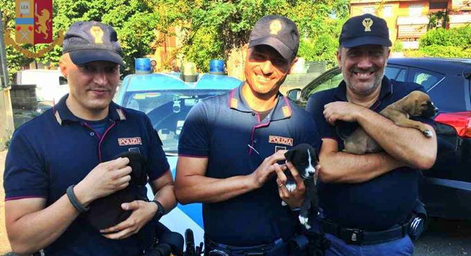Roma, 5 cuccioli abbandonati in uno scatolone salvati dalla Polizia di Stato