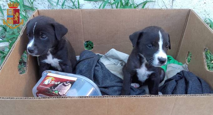 Roma, 5 cuccioli abbandonati in uno scatolone salvati dalla Polizia di Stato