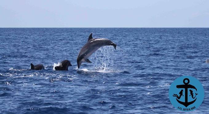 Delfini nel mare di Ostia