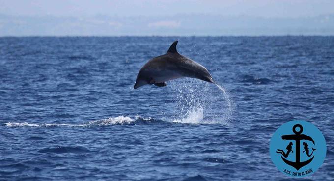 Delfini nel mare di Ostia