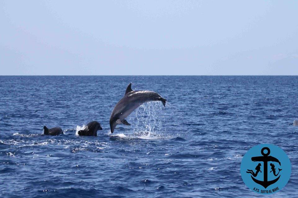 delfini nel mare di Ostia