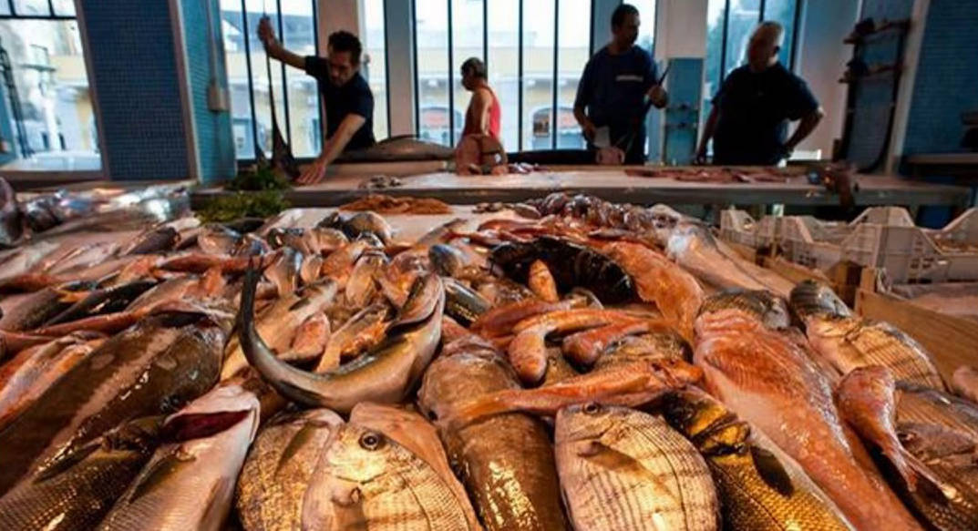 Bando mercato ittico di Torre Clementina, Calciolari: “Non è una filastrocca”