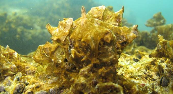 Civitavecchia, alga tossica a Torre S. Agostino: stop alla balneazione