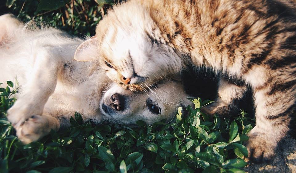 Cani, gatti e non solo: come comportarsi ai tempi del Covid
