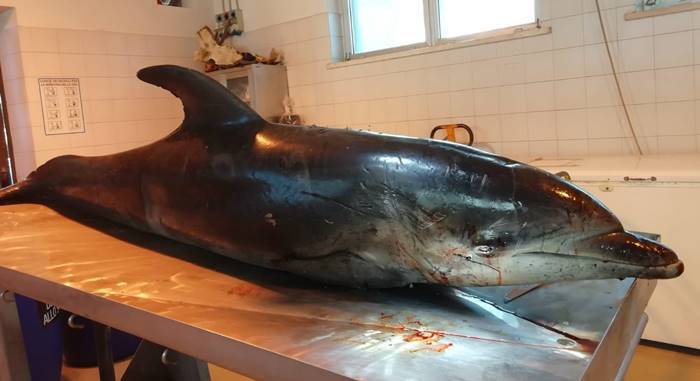 Ritrovato un altro delfino morto nelle acque di Fiumicino