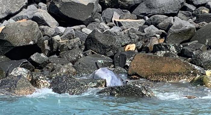 Ostia, ritrovata sugli scogli la carcassa di un delfino