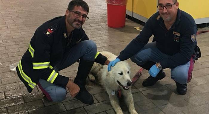Roma, cane impaurito vaga sul Grande Raccordo Anulare: salvato dalla Polizia
