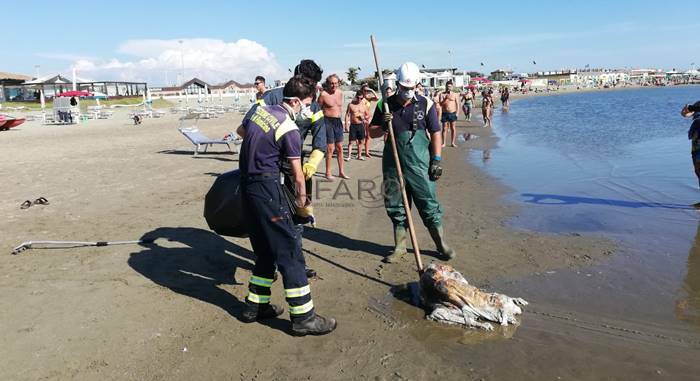 La carcassa di un cane morto affiora in mare a ridosso della spiaggia di Fiumicino