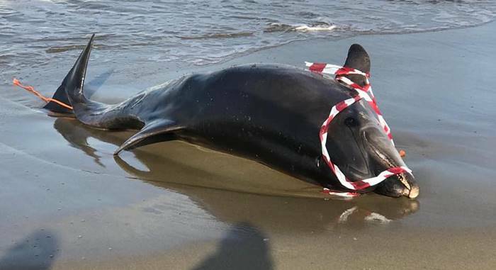 Focene, ritrovato un delfino morto sulla spiaggia