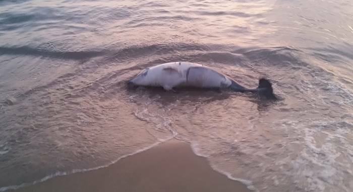 Un altro delfino morto sulle spiagge di Fiumicino, è il secondo in una settimana
