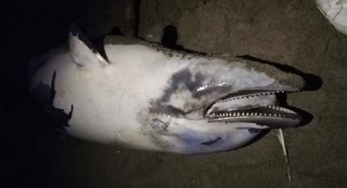 Un altro delfino morto sulle spiagge di Fiumicino, è il secondo in una settimana