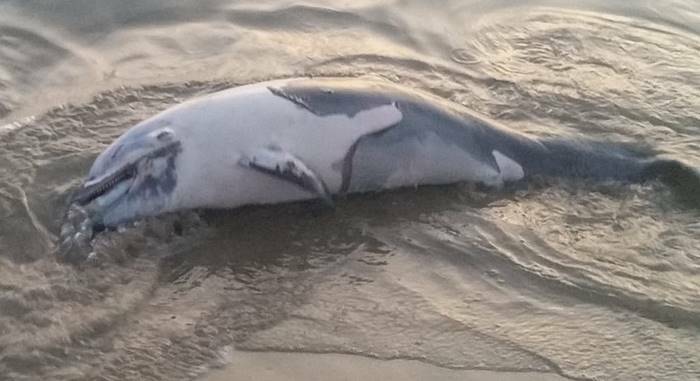 delfino spiaggiato passoscuro