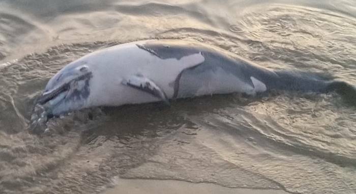 Un altro delfino morto sulle spiagge di Fiumicino, è il secondo in una settimana