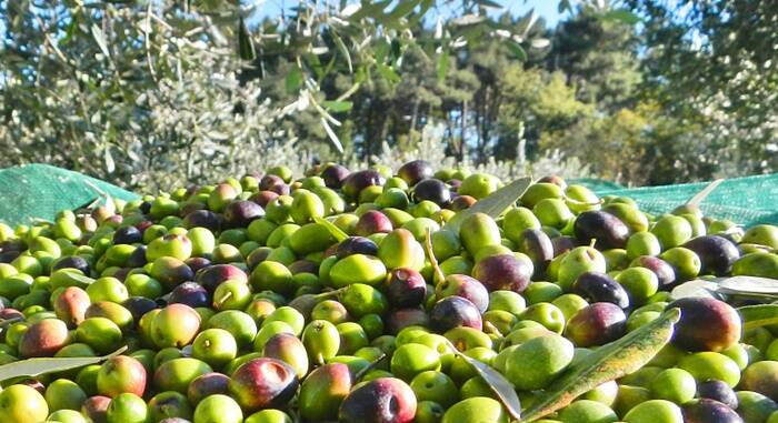 Raccolta delle olive a Cerveteri, pubblicato l’avviso