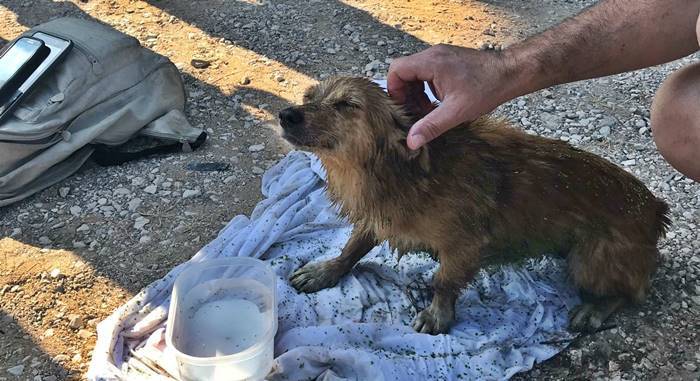 Terracina, cane rischia di annegare: salvato dai Vigili del Fuoco