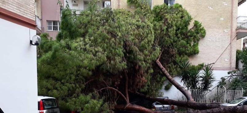 Allarme caduta alberi a Gaeta, chiuso al traffico parte del Lungomare Caboto
