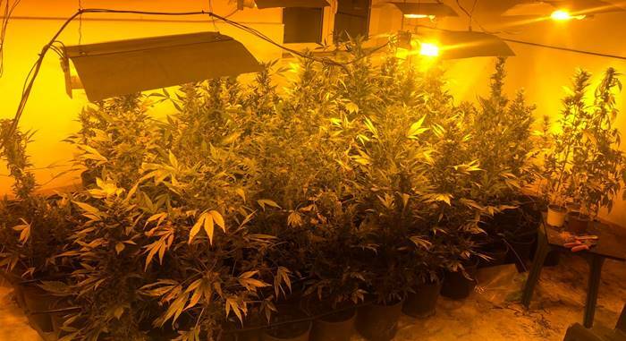 Latina, in casa un sistema di coltivazione indoor di marijuana: arrestato 33enne