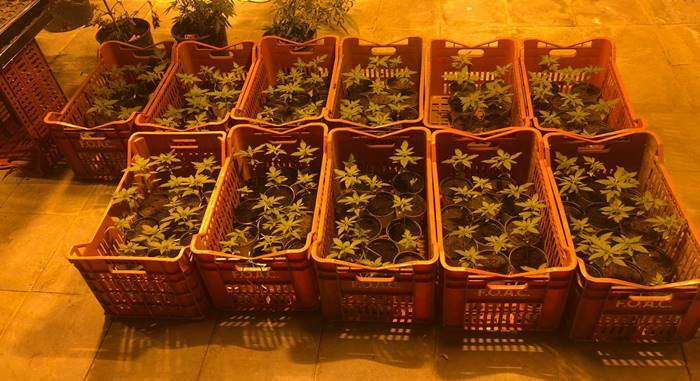 Latina, in casa un sistema di coltivazione indoor di marijuana: arrestato 33enne