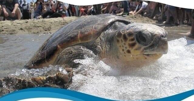 Da Ventotene il lieto fine per Aprea: la tartaruga sta per tornare in mare