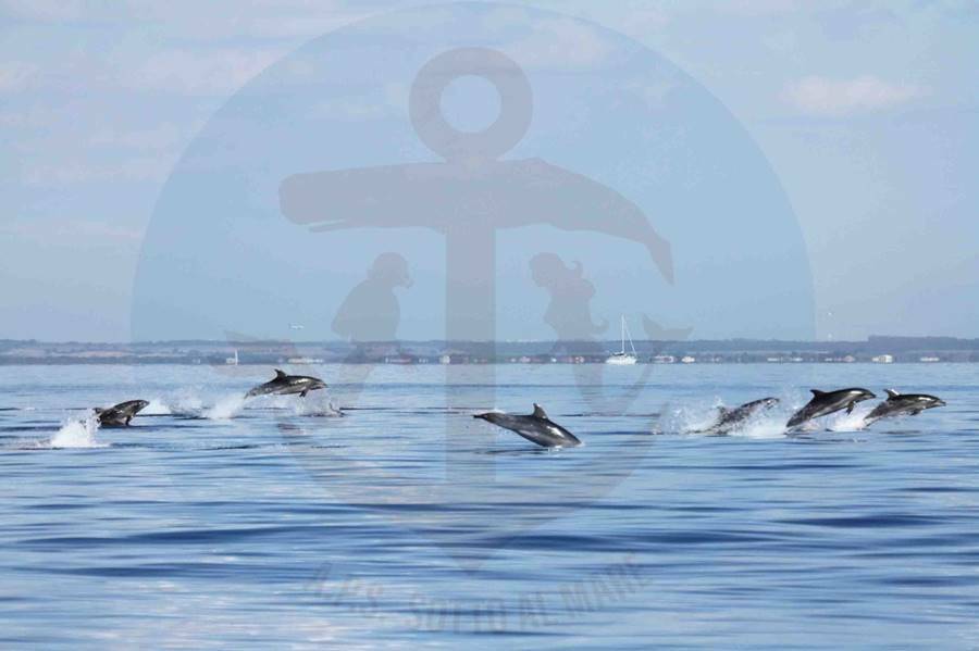 Delfini al largo di Ostia