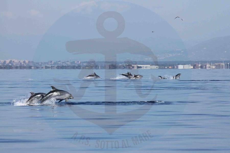 Delfini al largo di Ostia