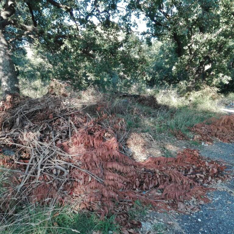 Rifiuti e discariche nel verde di Montalto Marina: l’allarme del M5s