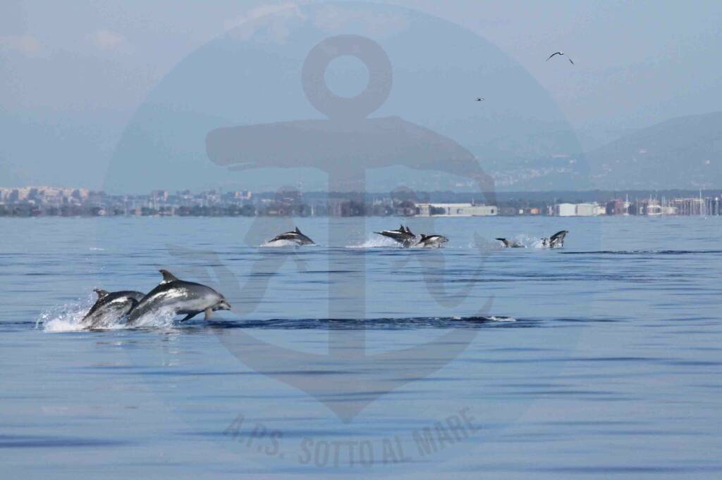 Salti e spruzzi: i delfini di Ostia salutano l’arrivo dell’autunno