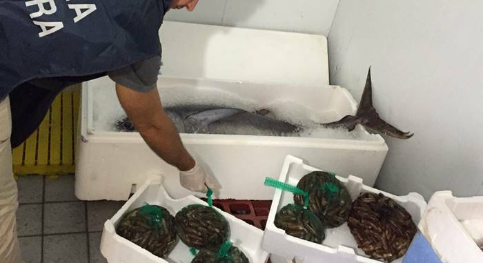Roma, blitz contro il mercato nero: sequestrati 500 chili di pesce