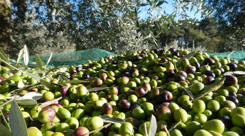 Tempo di raccolta delle olive a Cerveteri, approvata la delibera di Giunta