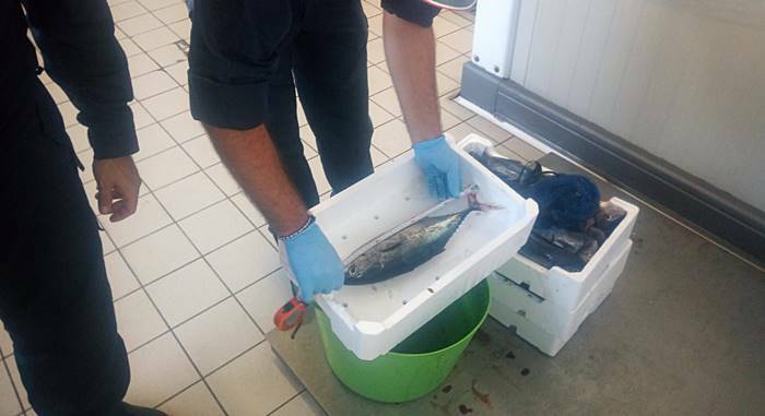 Gaeta, tonno rosso pescato abusivamente sequestrato dalla Guardia Costiera