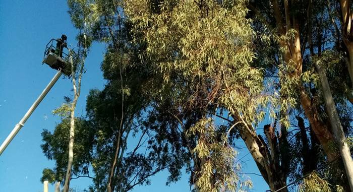 Tragliata, in corso le potature degli alberi su via Casale del Castellaccio