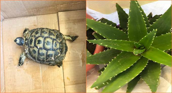 Sequestrate al porto di Civitavecchia una tartaruga e piante in via d’estinzione
