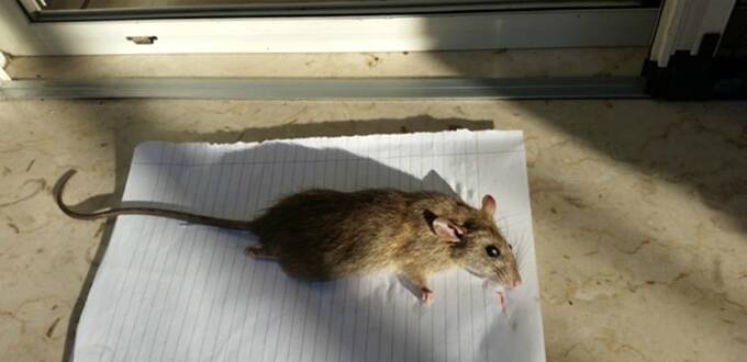Catini (Azione Fiumicino): “L’anagrafe di Palidoro inagibile perché ostaggio dei topi”