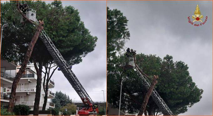Santa Marinella, albero pericolante in via Castelsecco: intervengono i Vigili del Fuoco